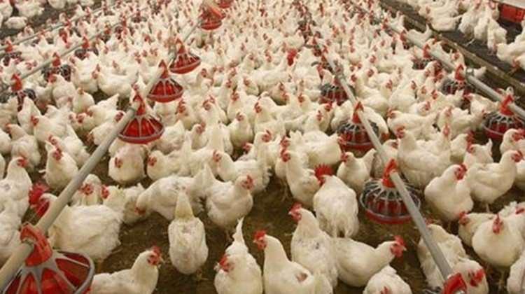 Bakanlığa çağrı: Antibiyotikleri gıdamızdan çekin