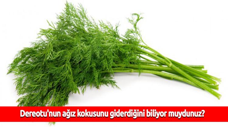 Dereotu tohumları - çeşitli hastalıklardan yararlı maddelerin bir kiler Dereotu tohumları - çeşitli hastalıklardan yararlı maddelerin bir kiler