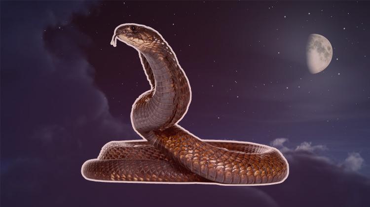 Rüyada yılan görmek ne anlama gelir? Kötü mü yorumlanır?
