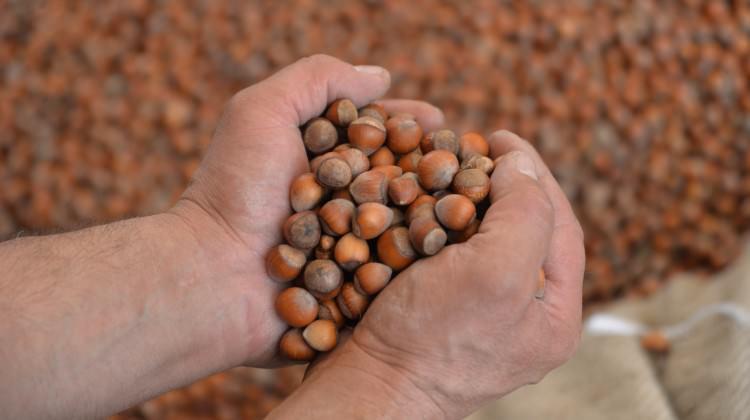 Nutella, Türk fındığına sahip çıktı