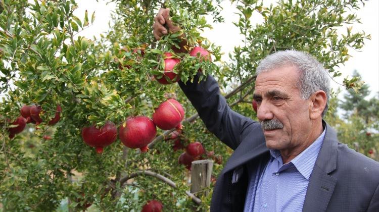 Sarıgöl'de 'nar' dalında kaldı
