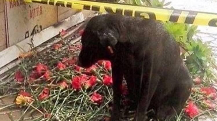 'Zeytin' de öksüz kaldı