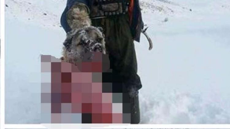Aç kalan kurtlar köpeği parçalayıp yedi