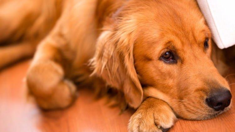 Dikkat! Köpeğiniz kanser olabilir
