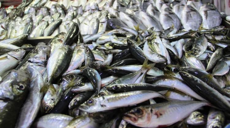 Av sezonu kapandı, balık el yakıyor