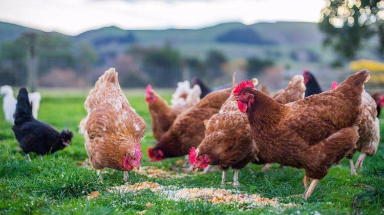 Antibiyotik verilen tavuklara aşı yolda!