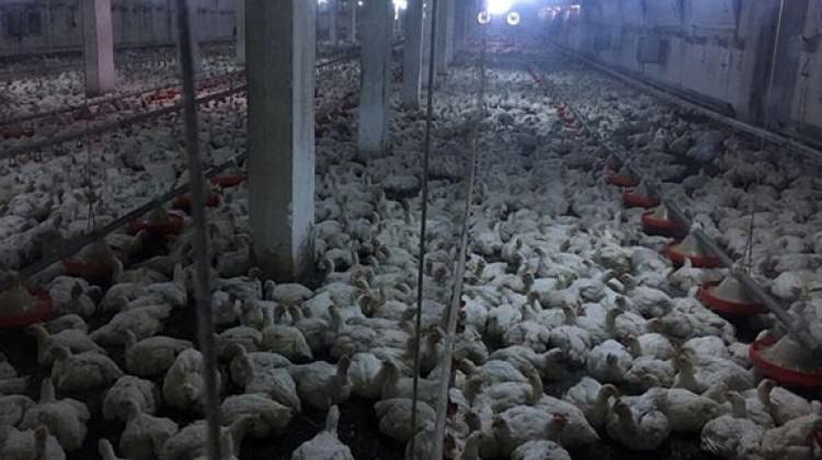 Tavuk çiftliğinde yangın! 17 bin tavuk telef oldu