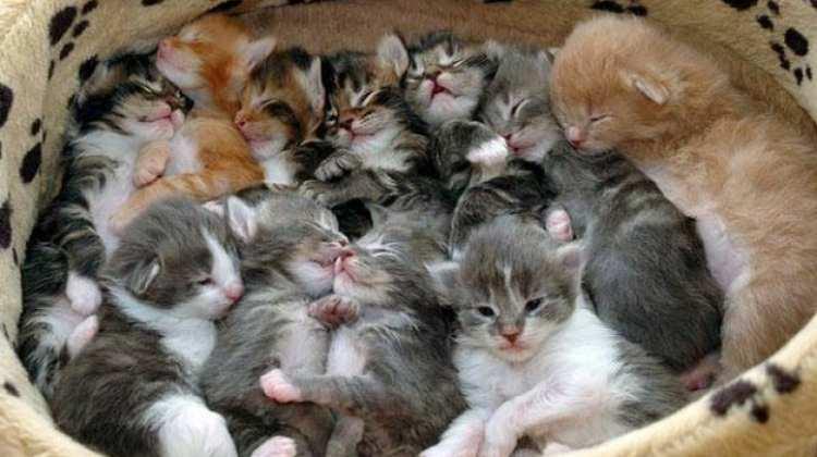 500 kedi çaldı Sebebiyse 50