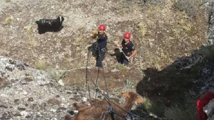 İtfaiyeden 'keçi kurtarma' operasyonu