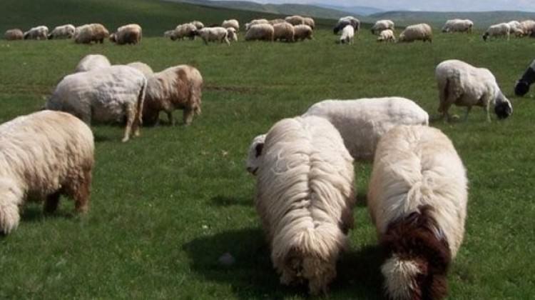 Ordu'nun koyun ırkı değişti