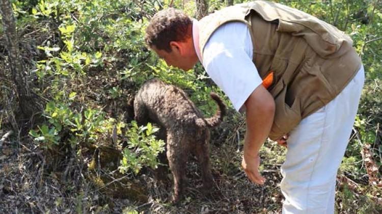 Kilosu 2 bin TL! Özel köpeklerle arıyorlar