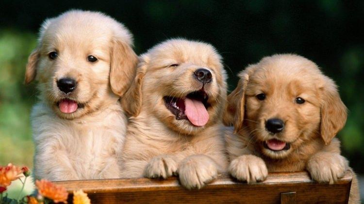 Rüyada köpek görmek ne anlama gelir? Rüyada köpek görmenin tabiri…