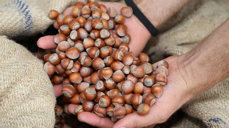 Ordu'da fındık 8 liradan işlem gördü
