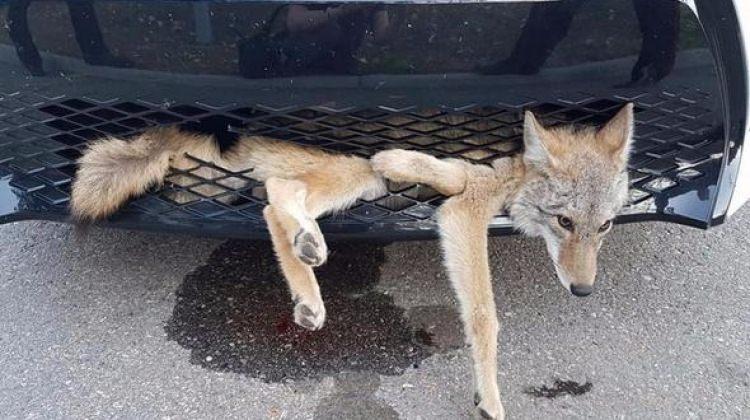 Arabasının altına çakal sıkıştı!
