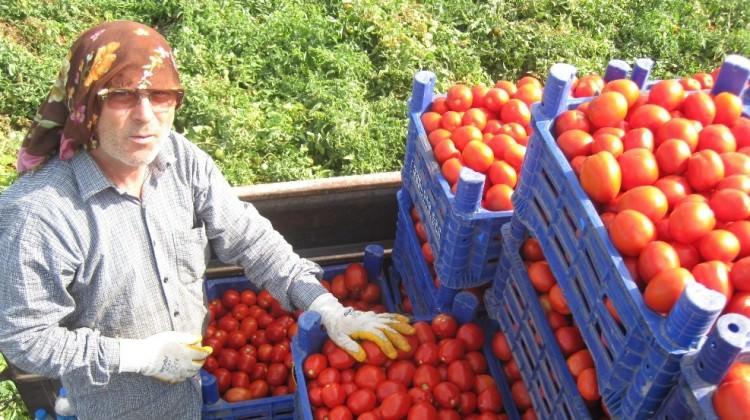 Rus heyet domatesi görüşmek için geliyor