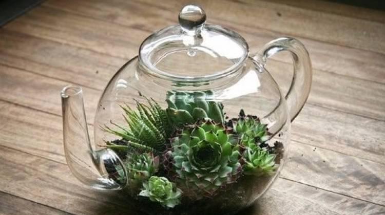 Evde terrarium yapımı