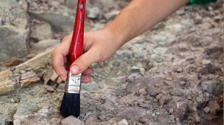 Ördek karışımı yeni bir dinozor türü keşfedildi