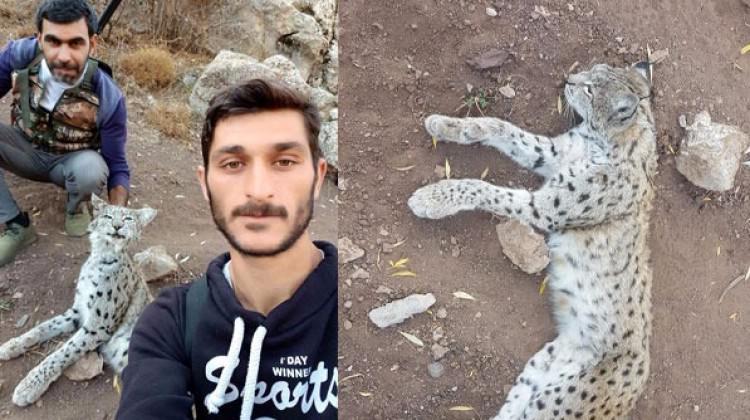 Vaşak öldürüp fotoğrafını paylaşanlara ceza!