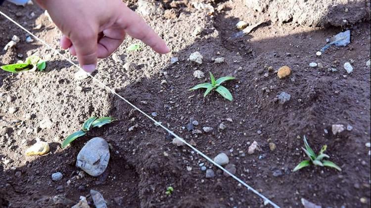 'Kaçak salep orkideleri' bilime hizmet edecek
