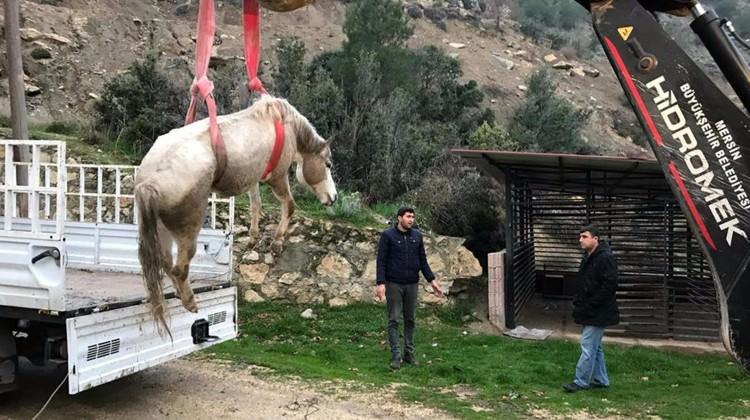 Dereye düşen sahipsiz atı itfaiye kurtardı