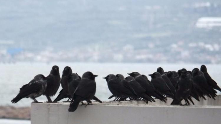 İlçeyi kargalar istila etti, herkes şaştı kaldı!