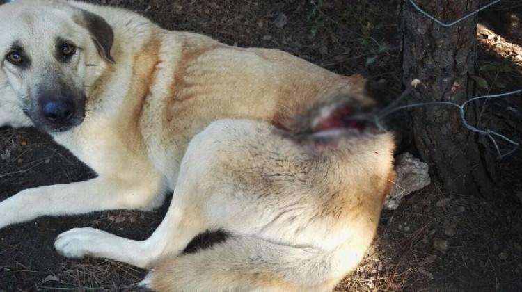 Tam bir vahşet! Kayıp köpek bu halde bulundu