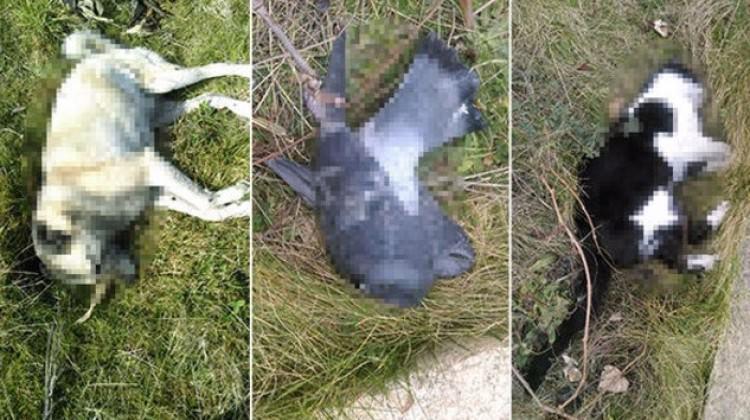 Esrarengiz ölümler! Kuşlar, köpekler ve kediler...
