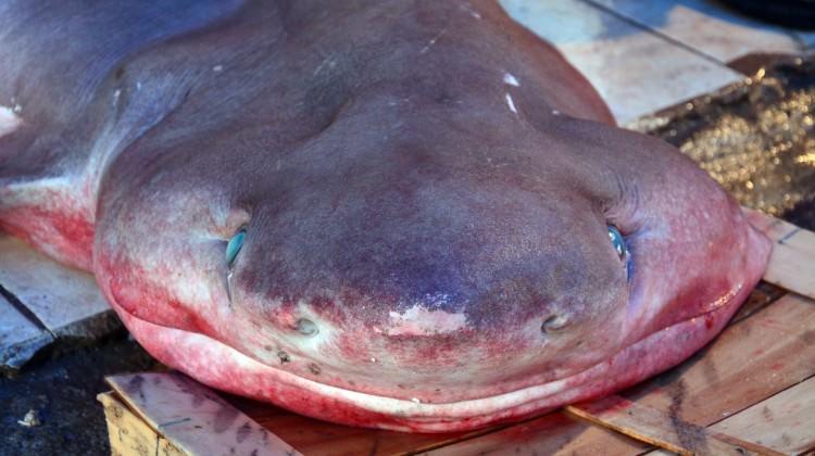 Mersin'de yakalandı! Tam 300 kilo...
