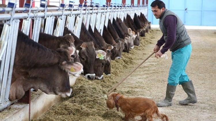 Hepsini Almanya'dan getirdi!Aylık geliri 20 bin TL