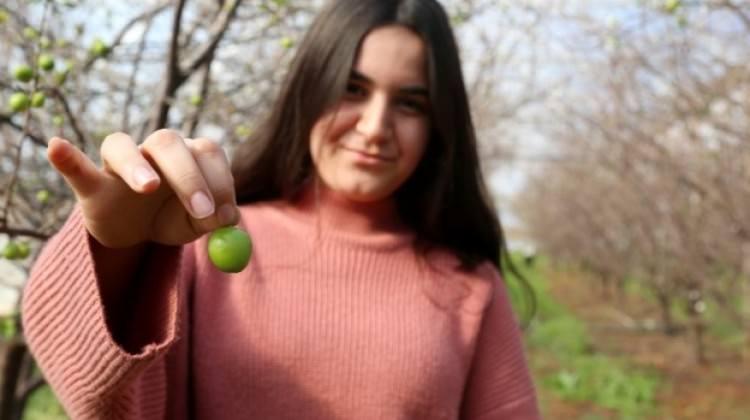 Yılın ilk eriğinin tanesi 12,5 lira