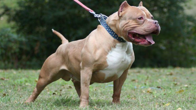 Denizli'de pitbull vahşeti! Kimlik soran polise...