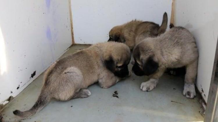 Yavrularıyla gezen köpeği pompalı tüfekle vurdu