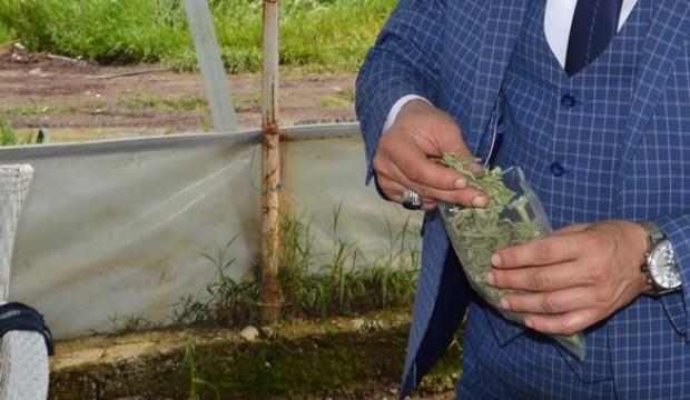 Bu bitki yılda 16 bin TL kazandırıyor