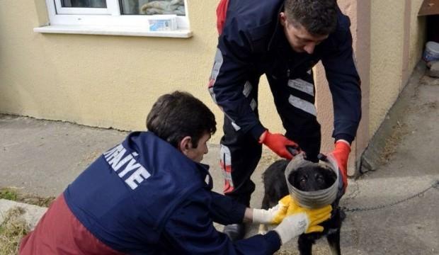 Başı bidona sıkışan köpeğe itfaiye yardım etti
