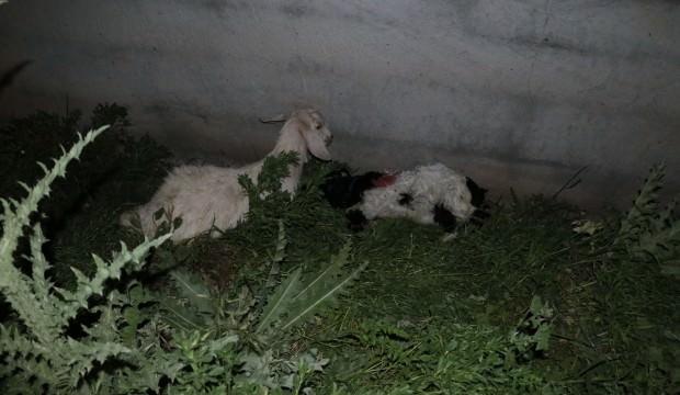 Sokak köpekleri bu hale getirdi!