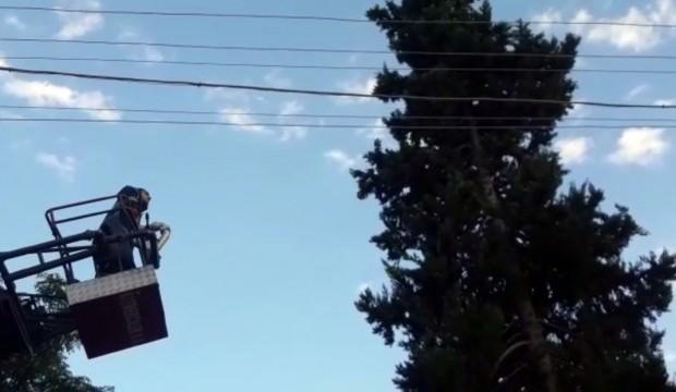 3 gün mahsur kaldığı ağaçtan 3 saniyede indi