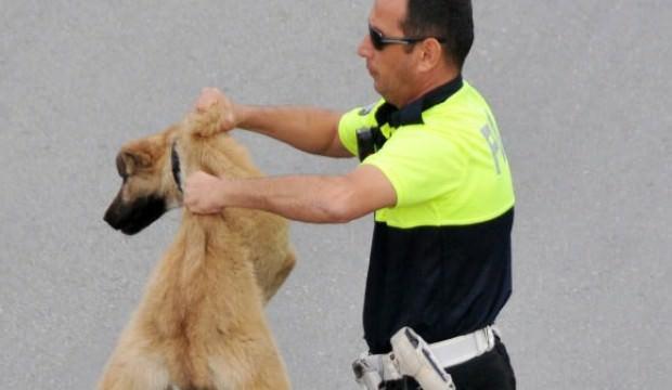Köpeği yolun karşısına geçirdi ayın polisi seçildi