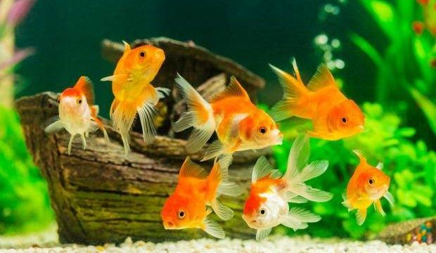 Rüyada balık görmek nasıl yorumlanır Rüyada balık görmenin tabiri Rüyada balık görmek nasıl yorumlanır Rüyada balık görmenin tabiri