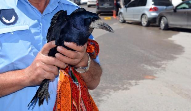 Uçamayan karga ortalığı birbirine kattı