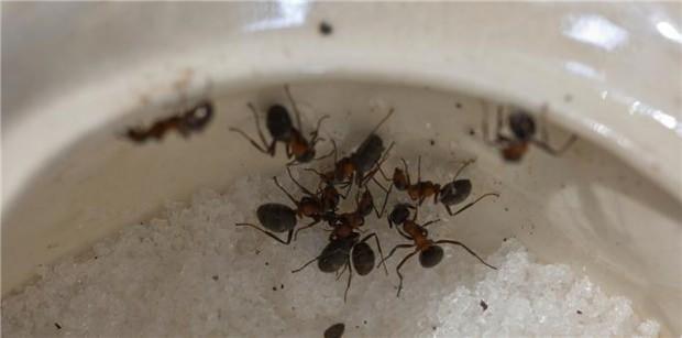 reddetmek Bir yemek pişirmek kararsız  Karınca sürüsünden kurtulmanın yok etmenin yolları: Karıncaya kesin çözüm!  - YAŞAM Haberleri