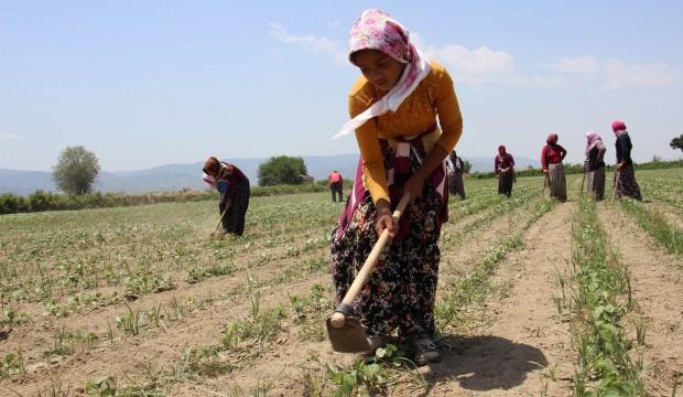 45 derece sıcakta ekmek parası mücadelesi