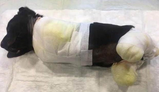 Vicdansızlar! 4 ayağını birden kesmişler...