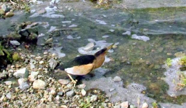 Elazığ’da yaralı halde bulundu!