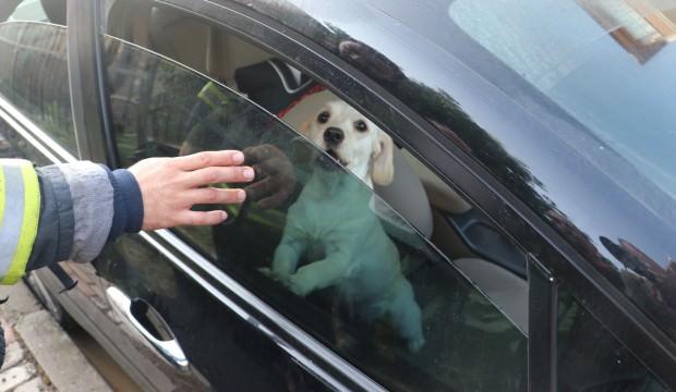 3 kişilik ailenin hayatını köpekleri kurtardı