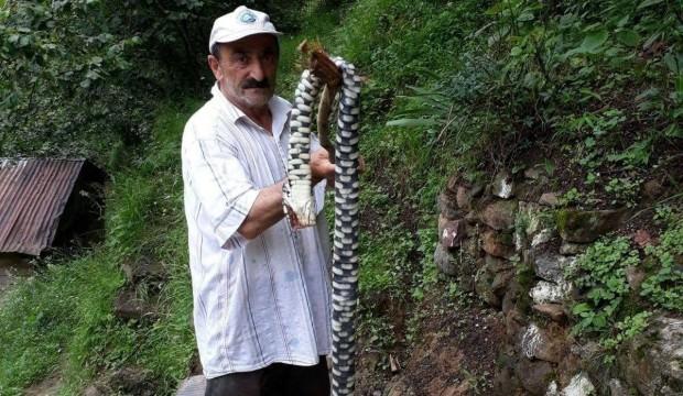 Hopa Engereği denilen yılan bakın ne çıktı