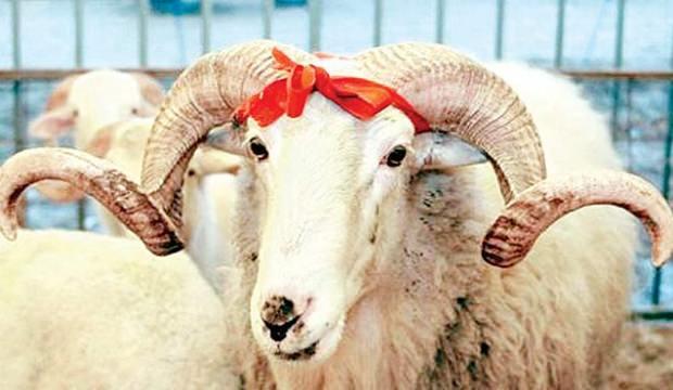 Kurban kesmenin amacı nedir? Kurban kesmenin şartları ve önemi...