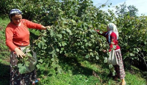Fındık işçisinin yevmiyesi belli oldu