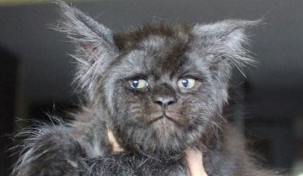 İnsan yüzlü kedi görenleri şaşkına çevirdi