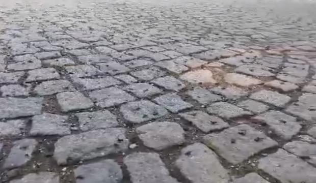 Şaşırtan görüntü! Abant'ı kurbağalar istila etti
