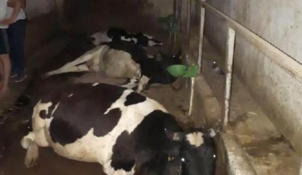 Minik fare 6 büyükbaş hayvanın ölümüne neden oldu